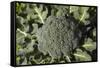 Broccoli Growing in the Garden-David Wall-Framed Stretched Canvas