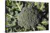 Broccoli Growing in the Garden-David Wall-Stretched Canvas