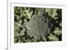 Broccoli Growing in the Garden-David Wall-Framed Photographic Print