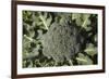 Broccoli Growing in the Garden-David Wall-Framed Photographic Print