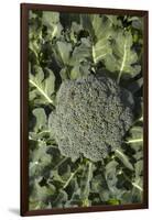 Broccoli Growing in the Garden-David Wall-Framed Photographic Print