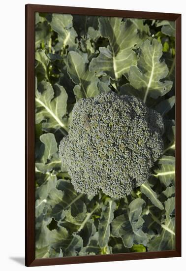 Broccoli Growing in the Garden-David Wall-Framed Photographic Print