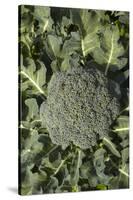 Broccoli Growing in the Garden-David Wall-Stretched Canvas