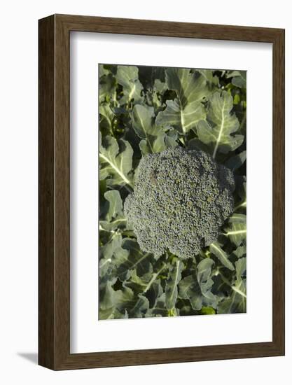 Broccoli Growing in the Garden-David Wall-Framed Photographic Print