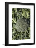 Broccoli Growing in the Garden-David Wall-Framed Photographic Print