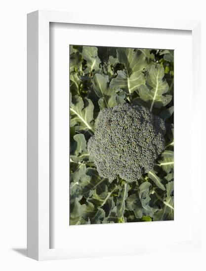 Broccoli Growing in the Garden-David Wall-Framed Photographic Print