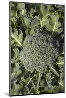 Broccoli Growing in the Garden-David Wall-Mounted Photographic Print