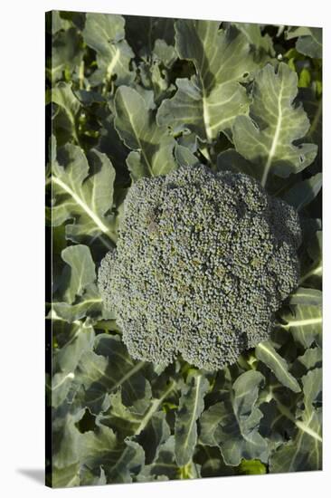 Broccoli Growing in the Garden-David Wall-Stretched Canvas