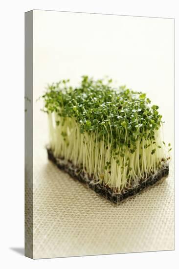 Broccoli Sprouts-Castilho Rua-Stretched Canvas