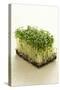 Broccoli Sprouts-Castilho Rua-Stretched Canvas