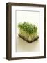 Broccoli Sprouts-Castilho Rua-Framed Photographic Print