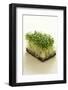 Broccoli Sprouts-Castilho Rua-Framed Photographic Print