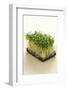 Broccoli Sprouts-Castilho Rua-Framed Photographic Print