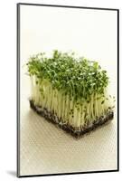 Broccoli Sprouts-Castilho Rua-Mounted Photographic Print