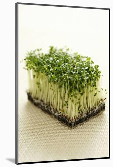 Broccoli Sprouts-Castilho Rua-Mounted Photographic Print