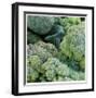 Broccoli-Stacy Bass-Framed Giclee Print