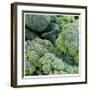 Broccoli-Stacy Bass-Framed Giclee Print