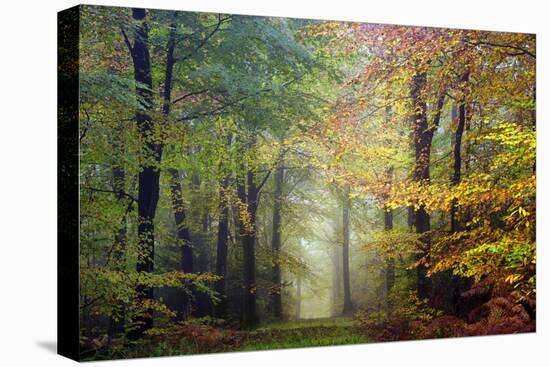 Brocéliande colored forest-Philippe Manguin-Stretched Canvas
