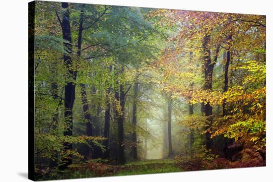 Brocéliande colored forest-Philippe Manguin-Stretched Canvas