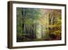 Brocéliande colored forest-Philippe Manguin-Framed Photographic Print