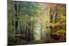 Brocéliande colored forest-Philippe Manguin-Mounted Photographic Print