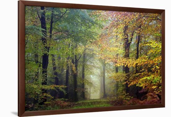 Brocéliande colored forest-Philippe Manguin-Framed Photographic Print