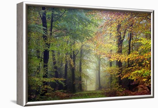 Brocéliande colored forest-Philippe Manguin-Framed Photographic Print