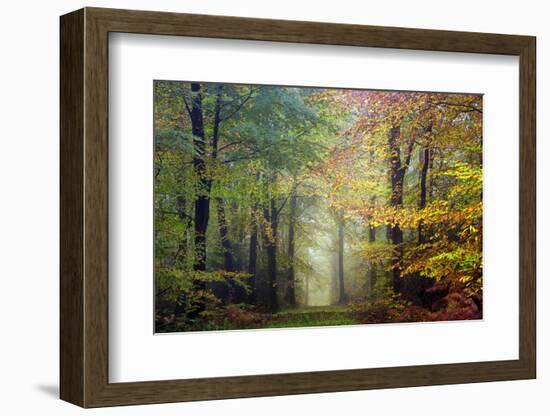 Brocéliande colored forest-Philippe Manguin-Framed Photographic Print