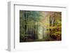 Brocéliande colored forest-Philippe Manguin-Framed Premium Photographic Print