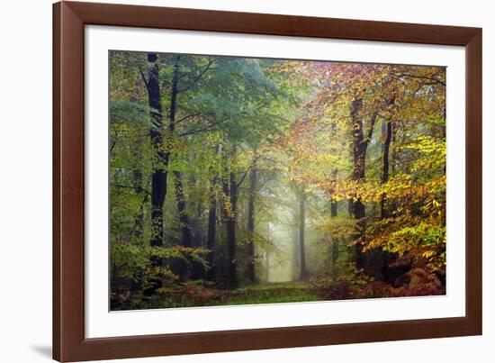 Brocéliande colored forest-Philippe Manguin-Framed Photographic Print