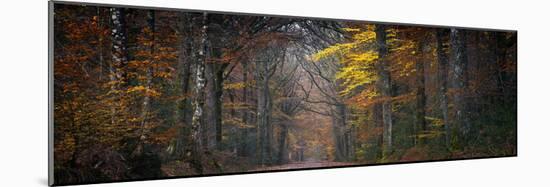 Broceliande Panoramic-Philippe Manguin-Mounted Photographic Print