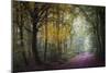 Brocéliande V-Philippe Manguin-Mounted Photographic Print