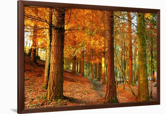 Brocéliande-Viviane Fedieu Daniel-Framed Photographic Print