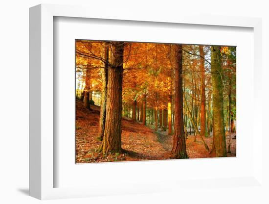 Brocéliande-Viviane Fedieu Daniel-Framed Photographic Print