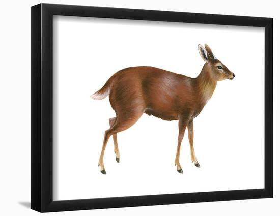 Brocket (Mazama), Mammals-Encyclopaedia Britannica-Framed Poster