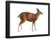 Brocket (Mazama), Mammals-Encyclopaedia Britannica-Framed Poster