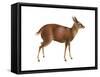 Brocket (Mazama), Mammals-Encyclopaedia Britannica-Framed Stretched Canvas