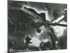 Broken Glass, 1955-Brett Weston-Mounted Photographic Print