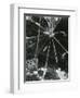 Broken Glass, c. 1955-Brett Weston-Framed Photographic Print