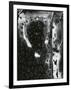 Broken Glass, c. 1955-Brett Weston-Framed Photographic Print