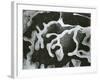 Broken Glass, California, 1954-Brett Weston-Framed Photographic Print