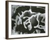 Broken Glass, California, 1954-Brett Weston-Framed Photographic Print