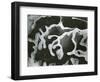 Broken Glass, California, 1954-Brett Weston-Framed Photographic Print