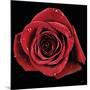 Broken Heart Rose-Donnie Quillen-Mounted Art Print