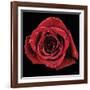 Broken Heart Rose-Donnie Quillen-Framed Art Print