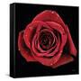 Broken Heart Rose-Donnie Quillen-Framed Stretched Canvas