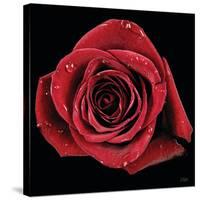 Broken Heart Rose-Donnie Quillen-Stretched Canvas