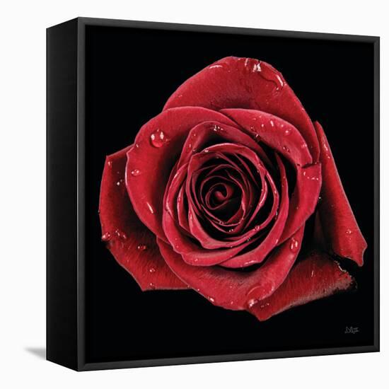 Broken Heart Rose-Donnie Quillen-Framed Stretched Canvas