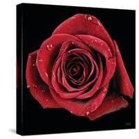 Broken Heart Rose-Donnie Quillen-Stretched Canvas