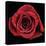 Broken Heart Rose-Donnie Quillen-Stretched Canvas